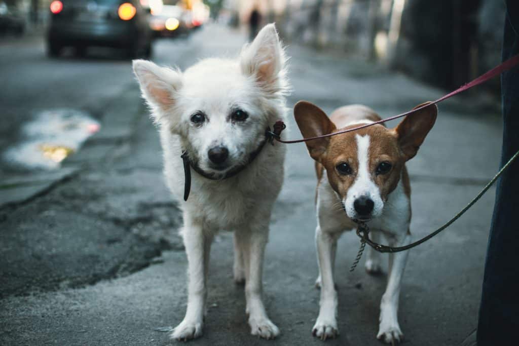 Walkings Dogs in NYC