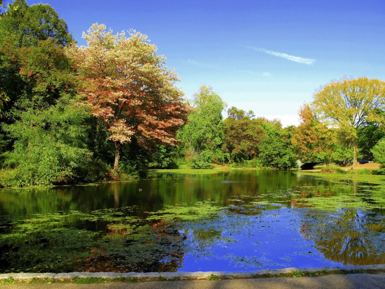 Top 20 Brooklyn Neighborhoods