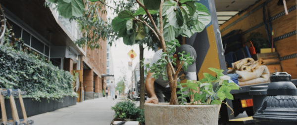 NYC movers strapping a plant in back of truck 3