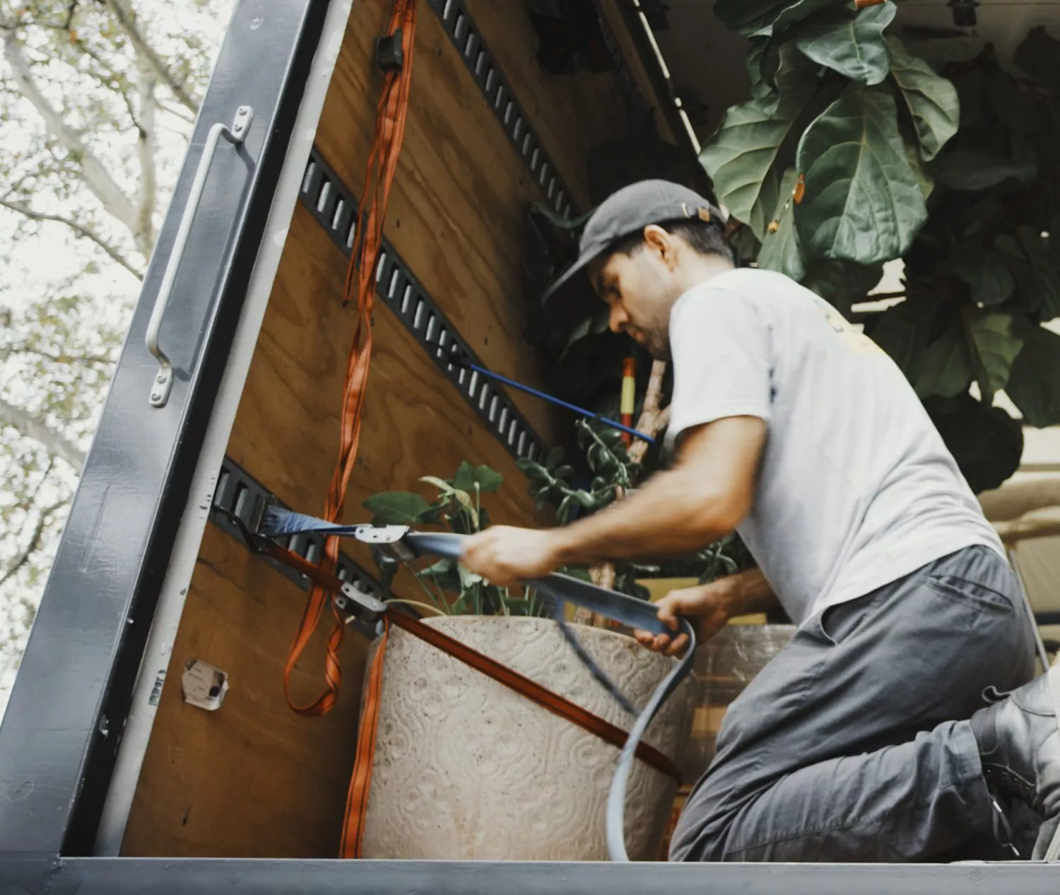 NYC movers securing a large plant in moving truck