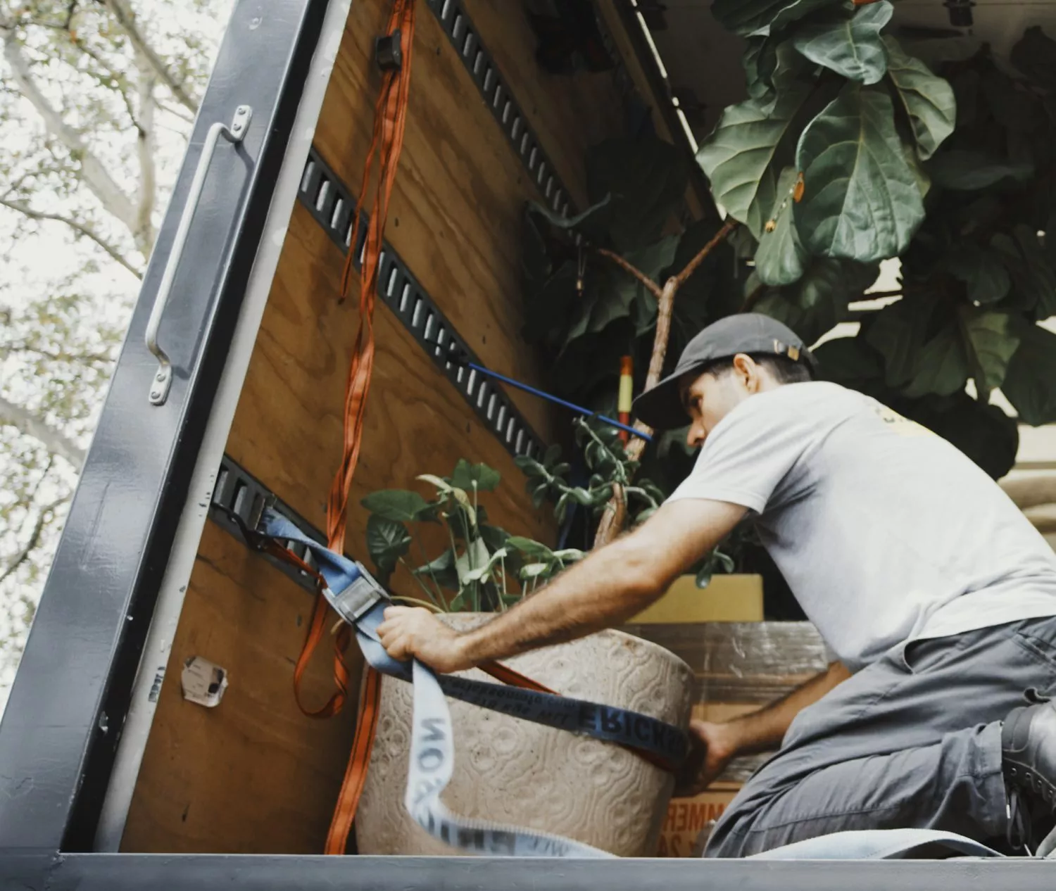NYC movers securing a large plant in moving truck