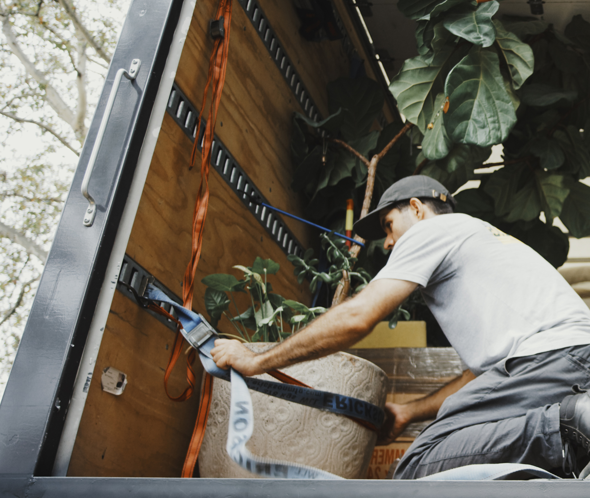 NYC movers securing a large plant in moving truck