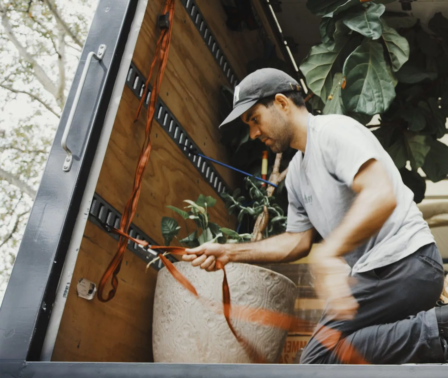 NYC movers securing a large plant in moving truck
