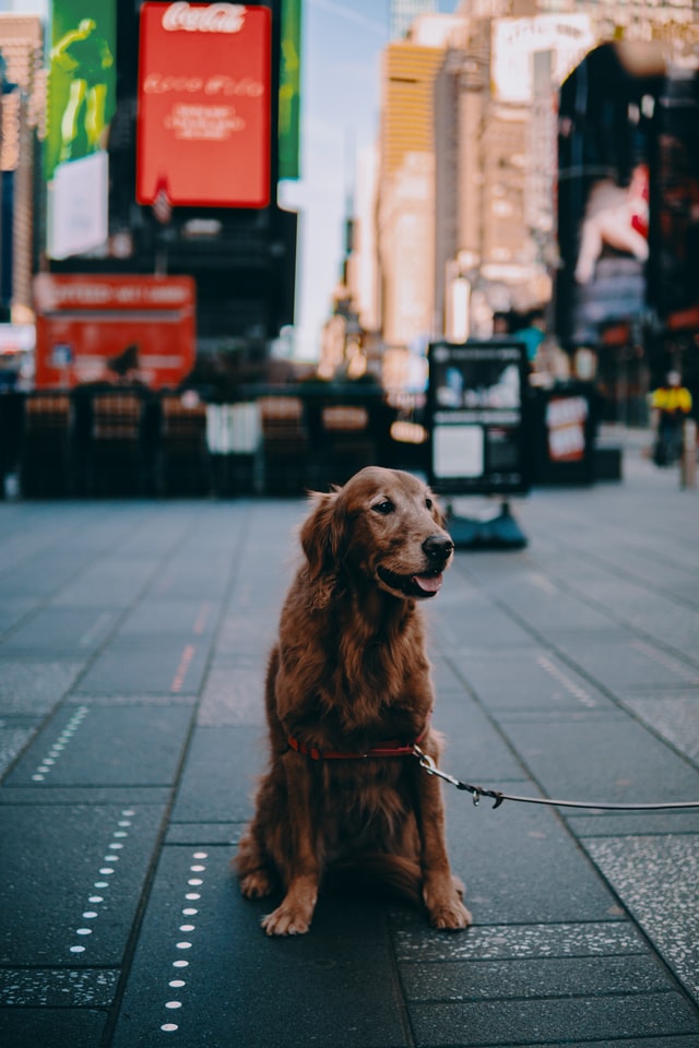 golden retriever sitting on a sidewalk in times square
