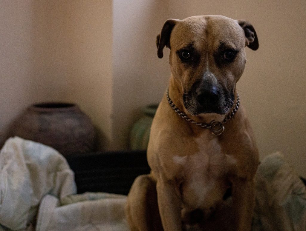 pit bull sitting on a couch