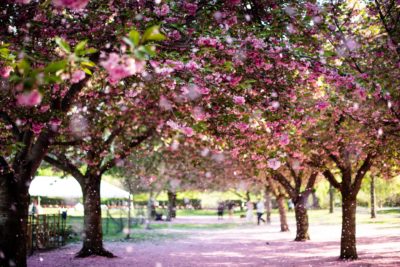 brooklyn botanic garden