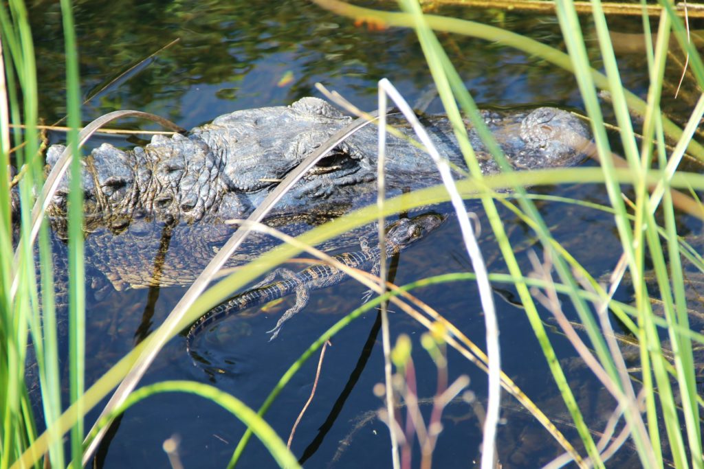 alligators in the everglades national park