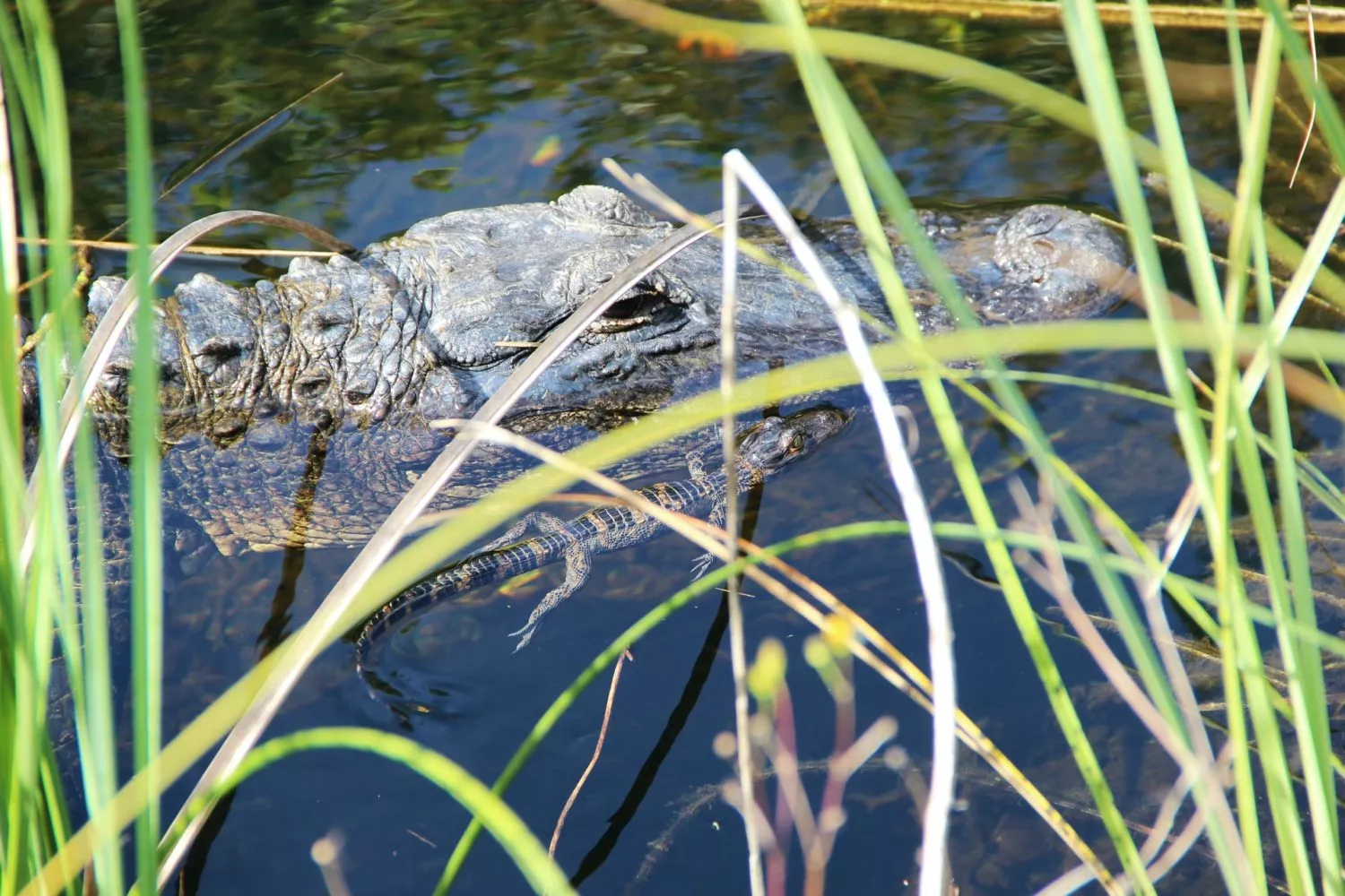 Moving from New York to Florida: What You Need to Be Aware Of