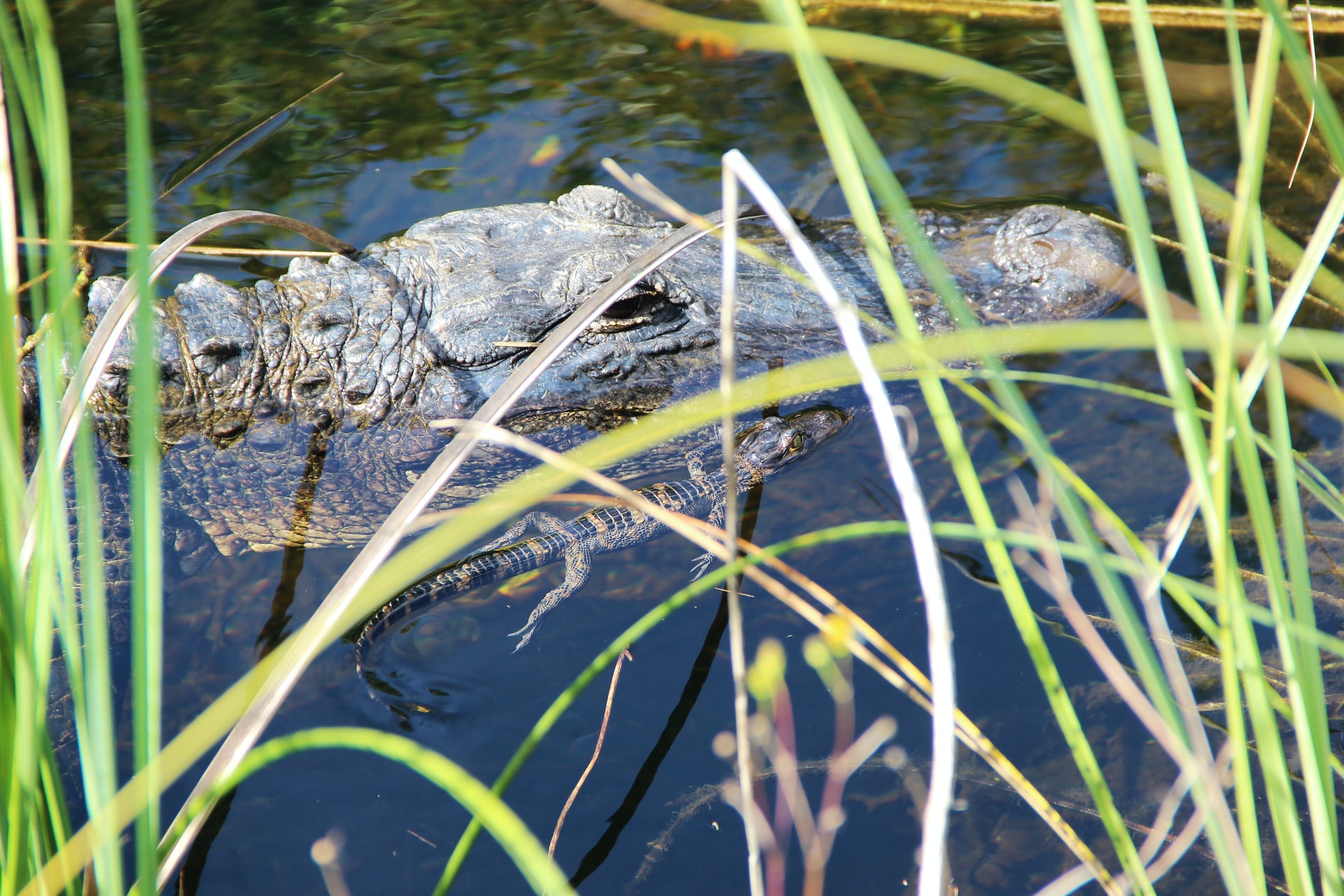 alligators in the everglades national park