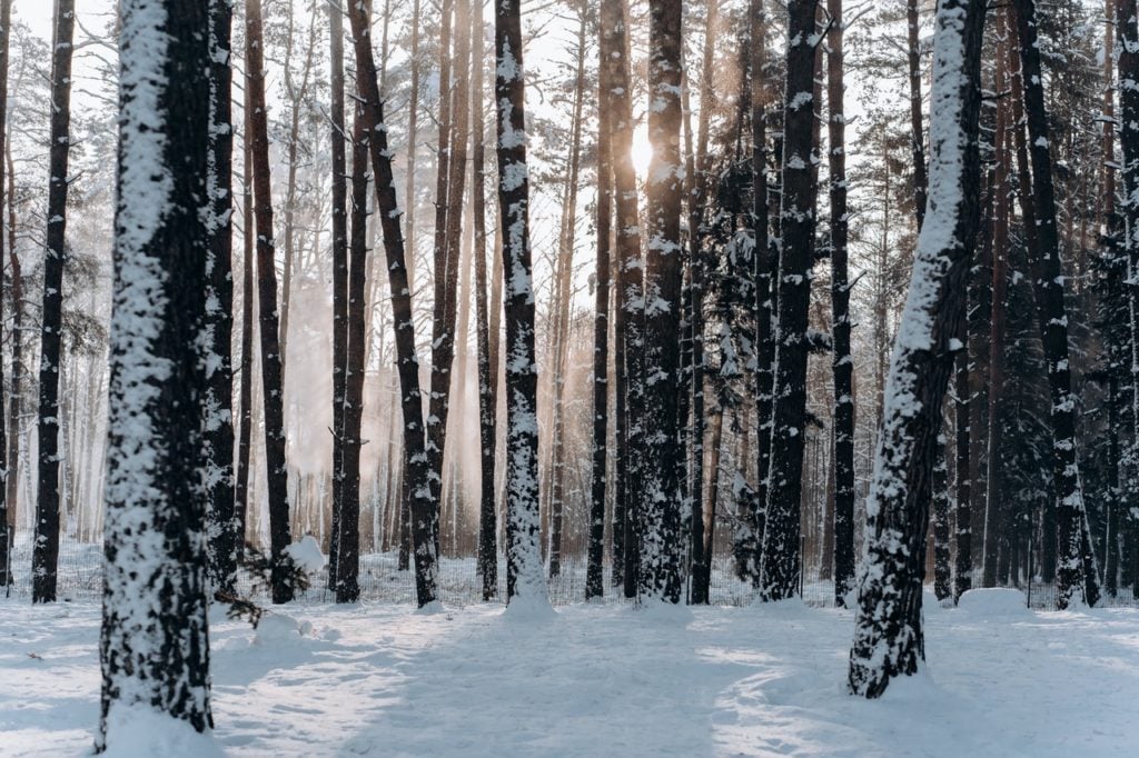 glades with sun peaking through trees at a ski resort