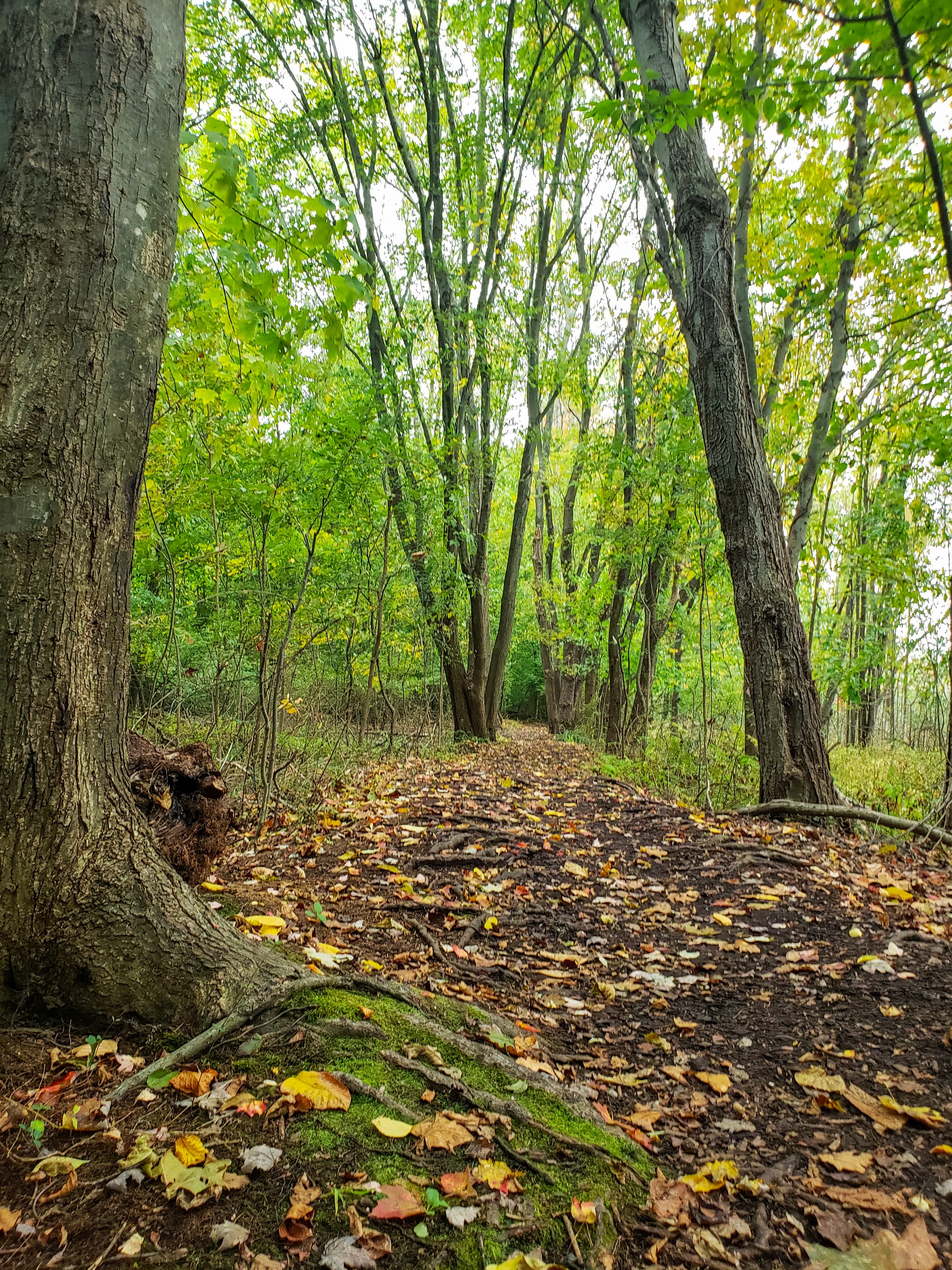 green, lush woodlands