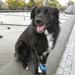 C.Y. user photo: 5-star yelp moving review